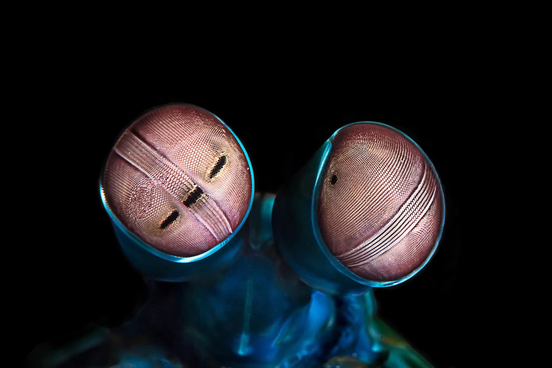 Shrimp Goggles